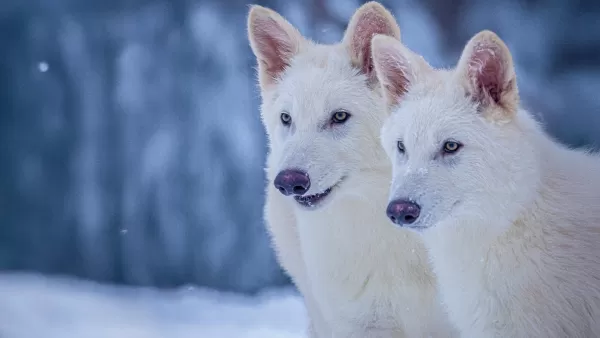 La ciencia revive a los lobos terribles extintos