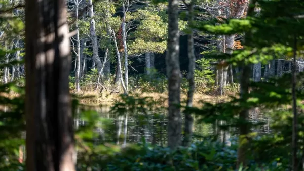Ghost of Yotei Chooses Hokkaido for Its Balance of Peril and Breathtaking Scenery