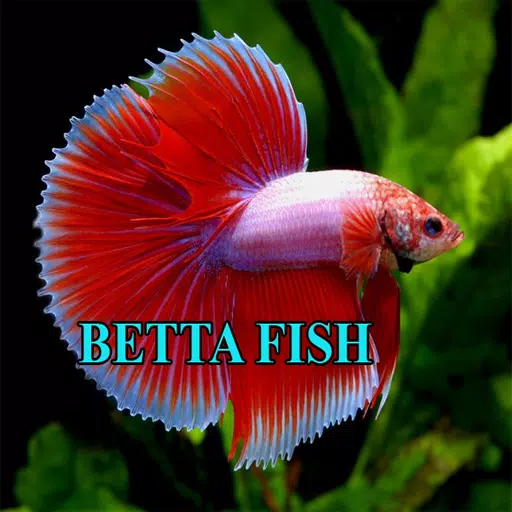 Betta Fish Gallery應用截圖第2張