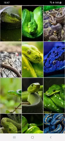 Snake Wallpapers ภาพหน้าจอ 3