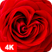 Hintergrundbilder mit Rose 4K